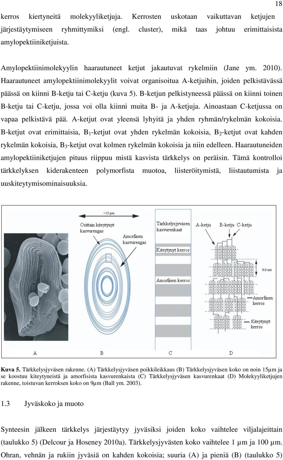 Haarautuneet amylopektiinimolekyylit voivat organisoitua A-ketjuihin, joiden pelkistävässä päässä on kiinni B-ketju tai C-ketju (kuva 5).