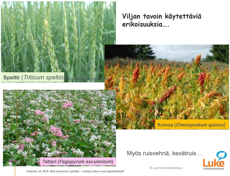 (Chenopodium quinoa) Tattari (Fagopyrum esculentum) Keskitalo,