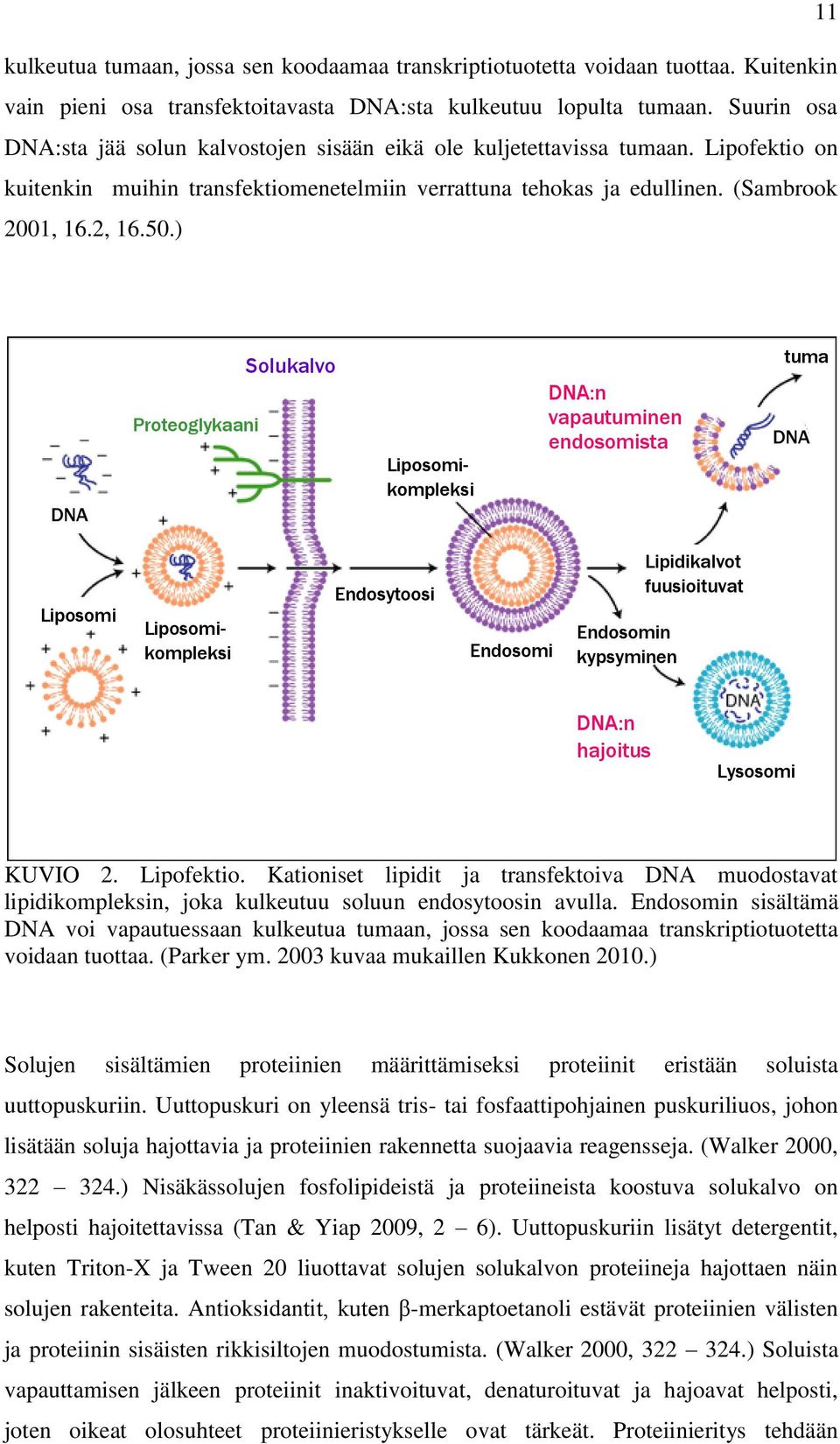 ) DNA Proteoglykaani Solukalvo Liposomikompleksi DNA:n vapautuminen endosomista tuma DNA Liposomi Liposomikompleksi Endosytoosi Endosomi Endosomin kypsyminen Lipidikalvot fuusioituvat DNA:n hajoitus