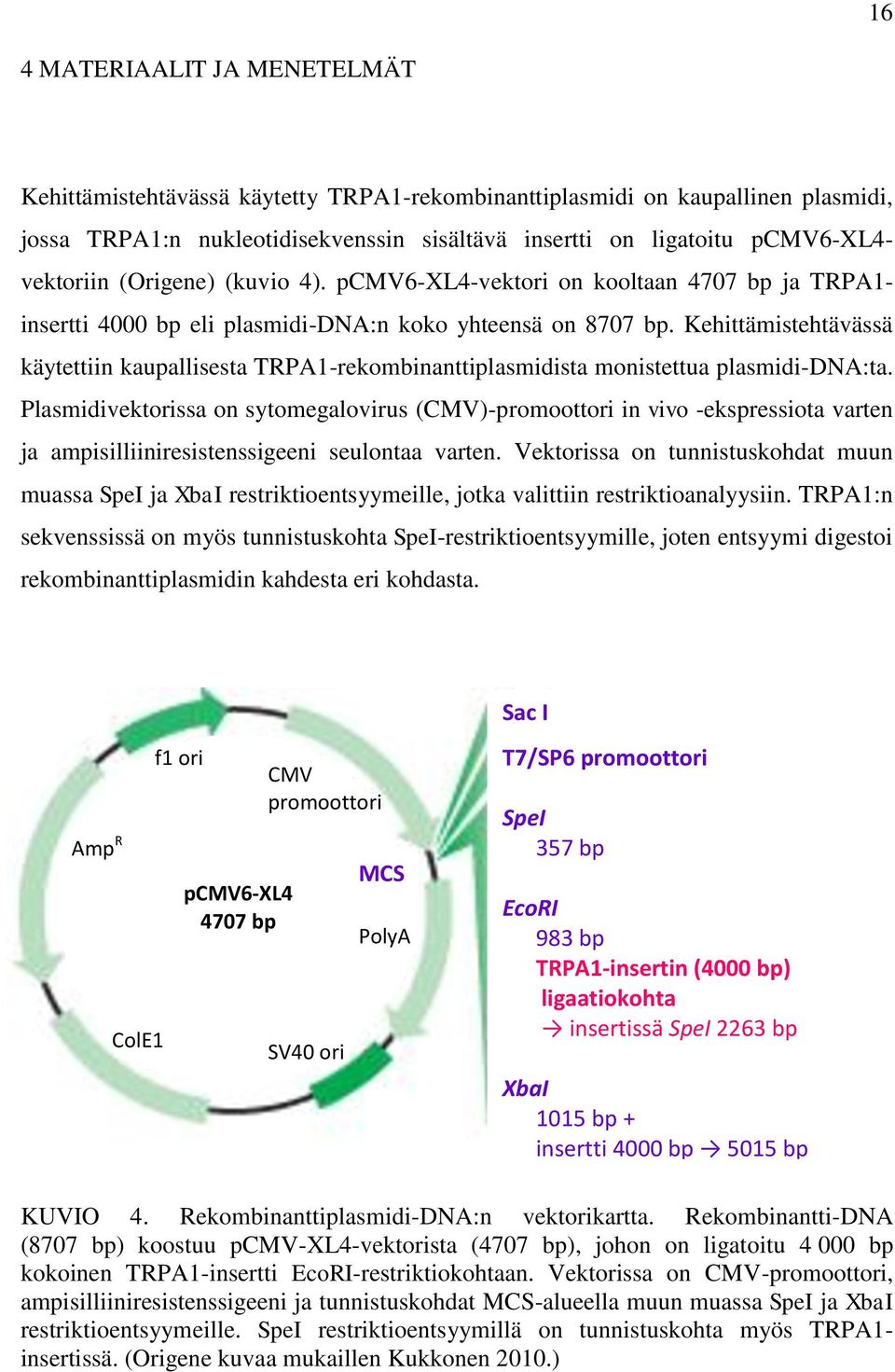 Kehittämistehtävässä käytettiin kaupallisesta TRPA1-rekombinanttiplasmidista monistettua plasmidi-dna:ta.