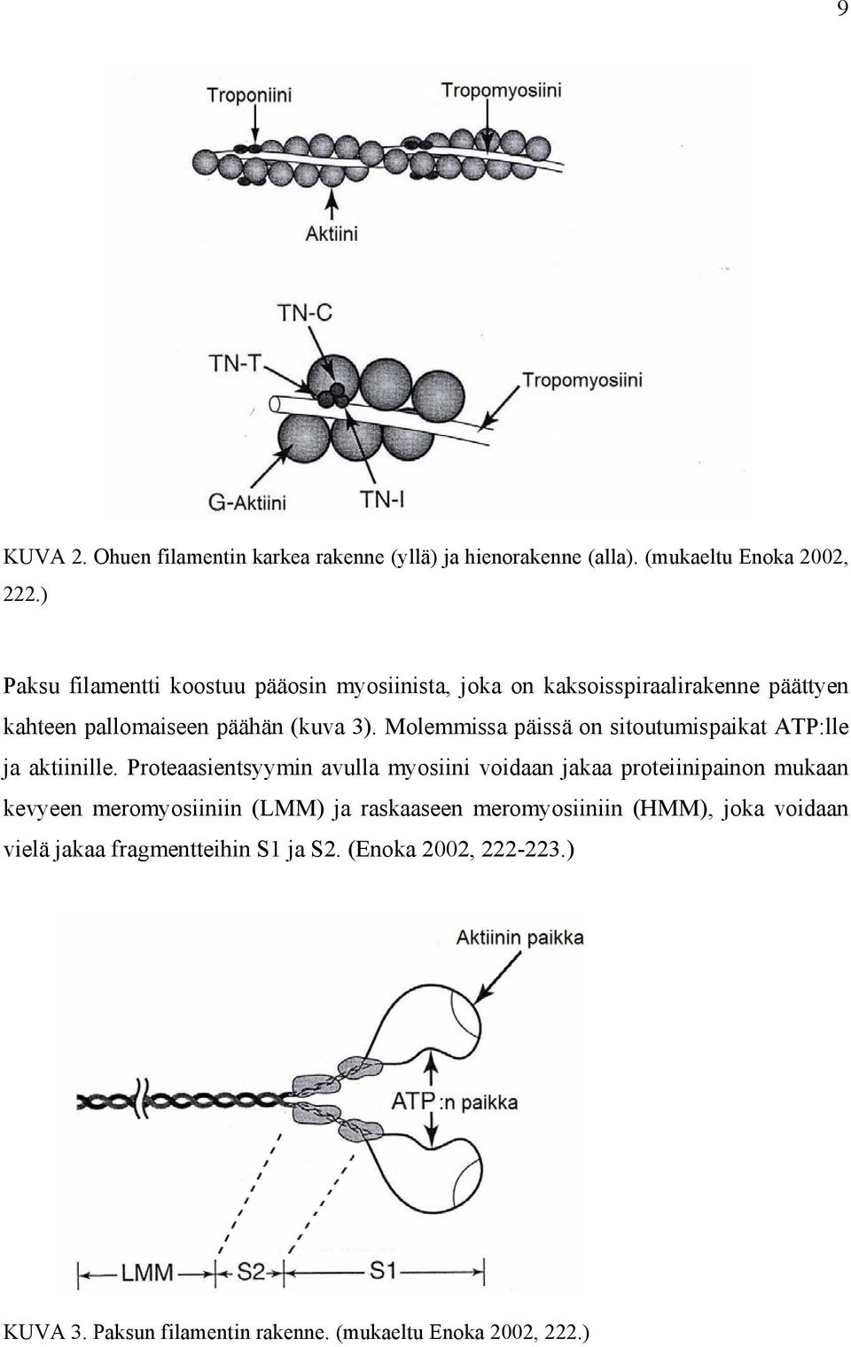 Molemmissa päissä on sitoutumispaikat ATP:lle ja aktiinille.