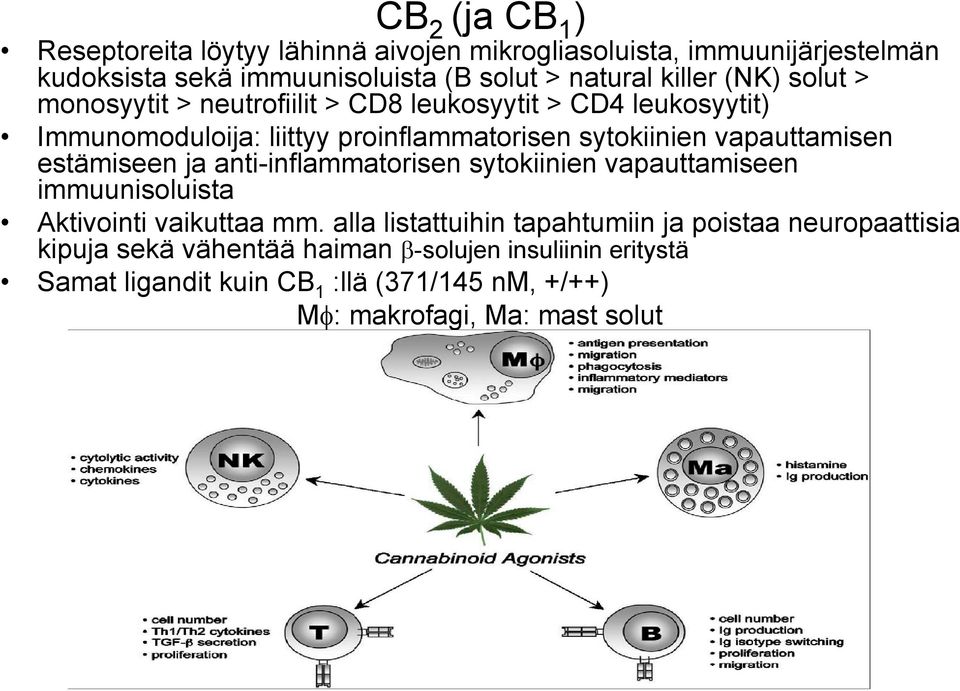 vapauttamisen estämiseen ja anti-inflammatorisen sytokiinien vapauttamiseen immuunisoluista Aktivointi vaikuttaa mm.