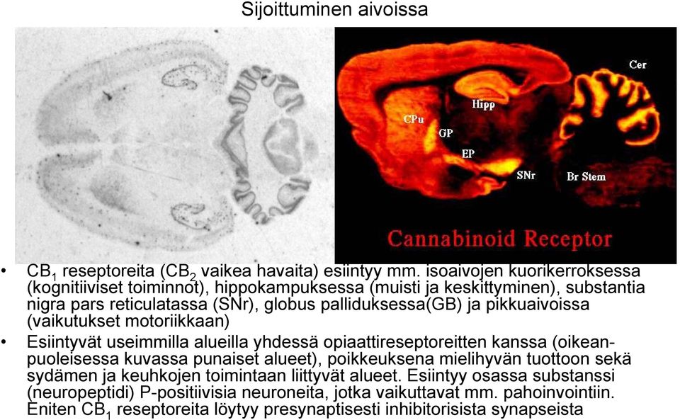 ja pikkuaivoissa (vaikutukset motoriikkaan) Esiintyvät useimmilla alueilla yhdessä opiaattireseptoreitten kanssa (oikeanpuoleisessa kuvassa punaiset alueet),