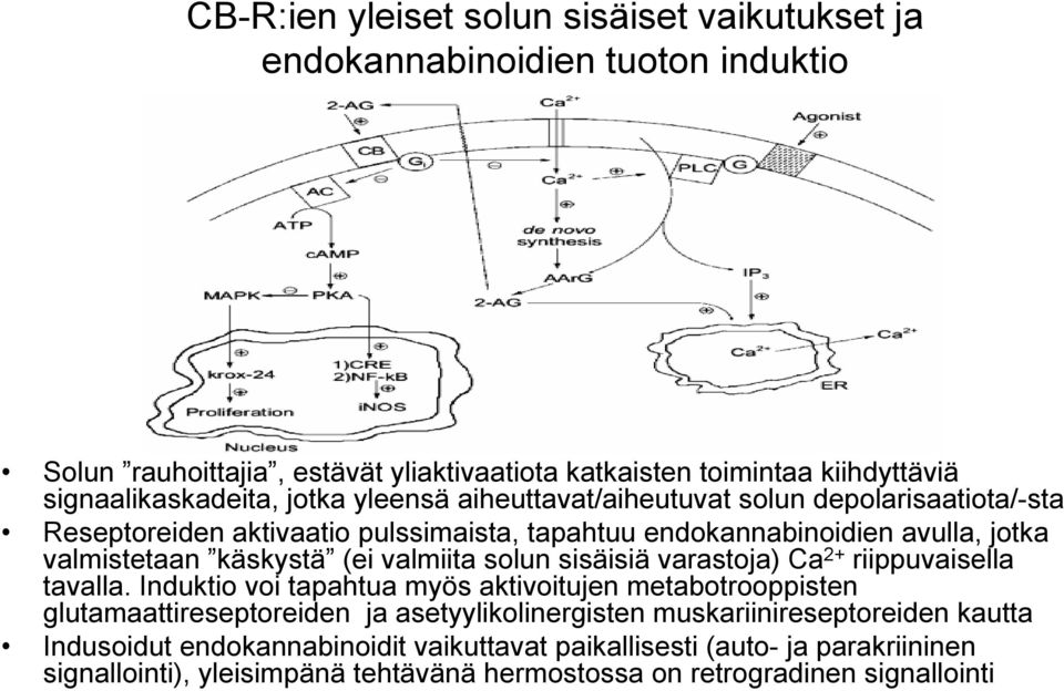 käskystä (ei valmiita solun sisäisiä varastoja) Ca 2+ riippuvaisella tavalla.