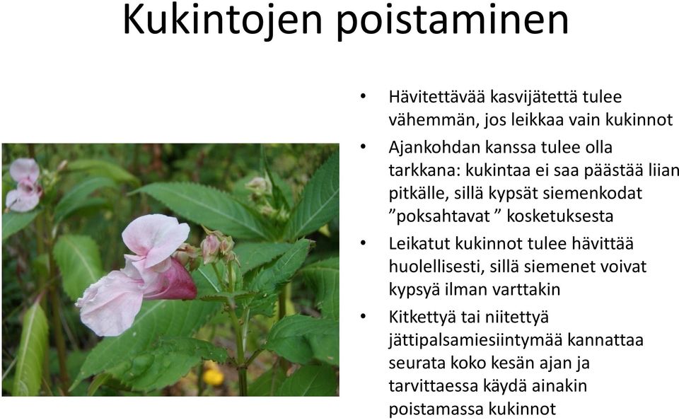 Leikatut kukinnot tulee hävittää huolellisesti, sillä siemenet voivat kypsyä ilman varttakin Kitkettyä tai