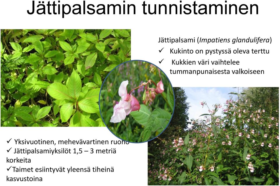 tummanpunaisesta valkoiseen Yksivuotinen, mehevävartinen ruoho