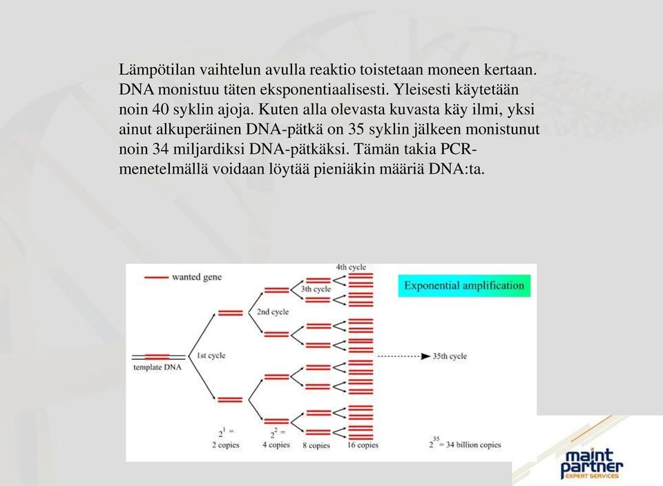 Kuten alla olevasta kuvasta käy ilmi, yksi ainut alkuperäinen DNA-pätkä on 35 syklin