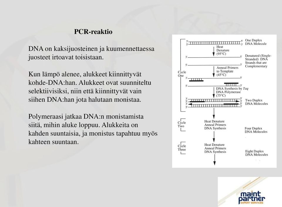 Alukkeet ovat suunniteltu selektiivisiksi, niin että kiinnittyvät vain siihen DNA:han jota