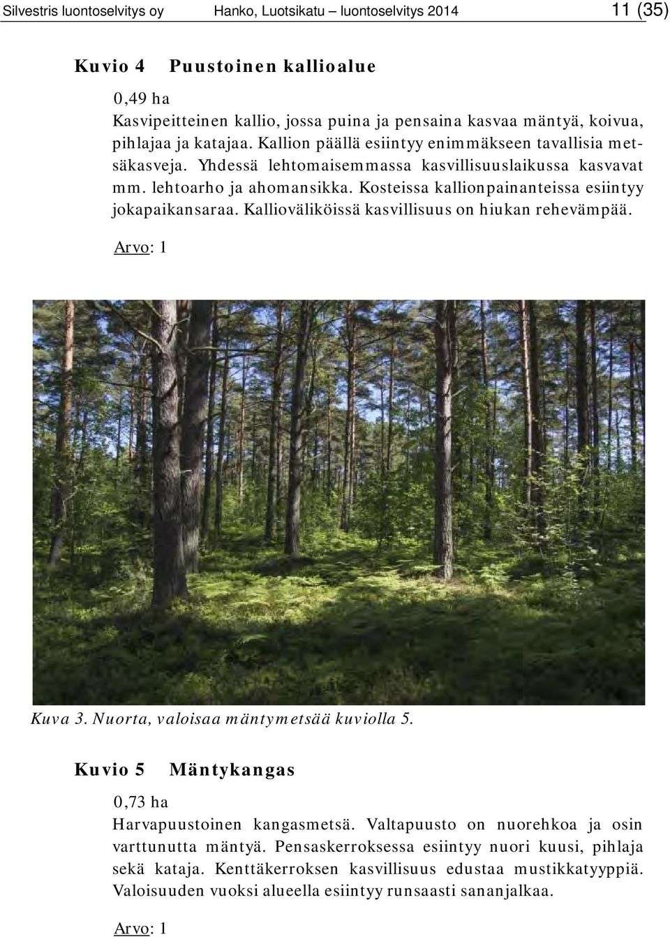 Kosteissa kallionpainanteissa esiintyy jokapaikansaraa. Kallioväliköissä kasvillisuus on hiukan rehevämpää. Arvo: 1 Kuva 3. Nuorta, valoisaa mäntymetsää kuviolla 5.