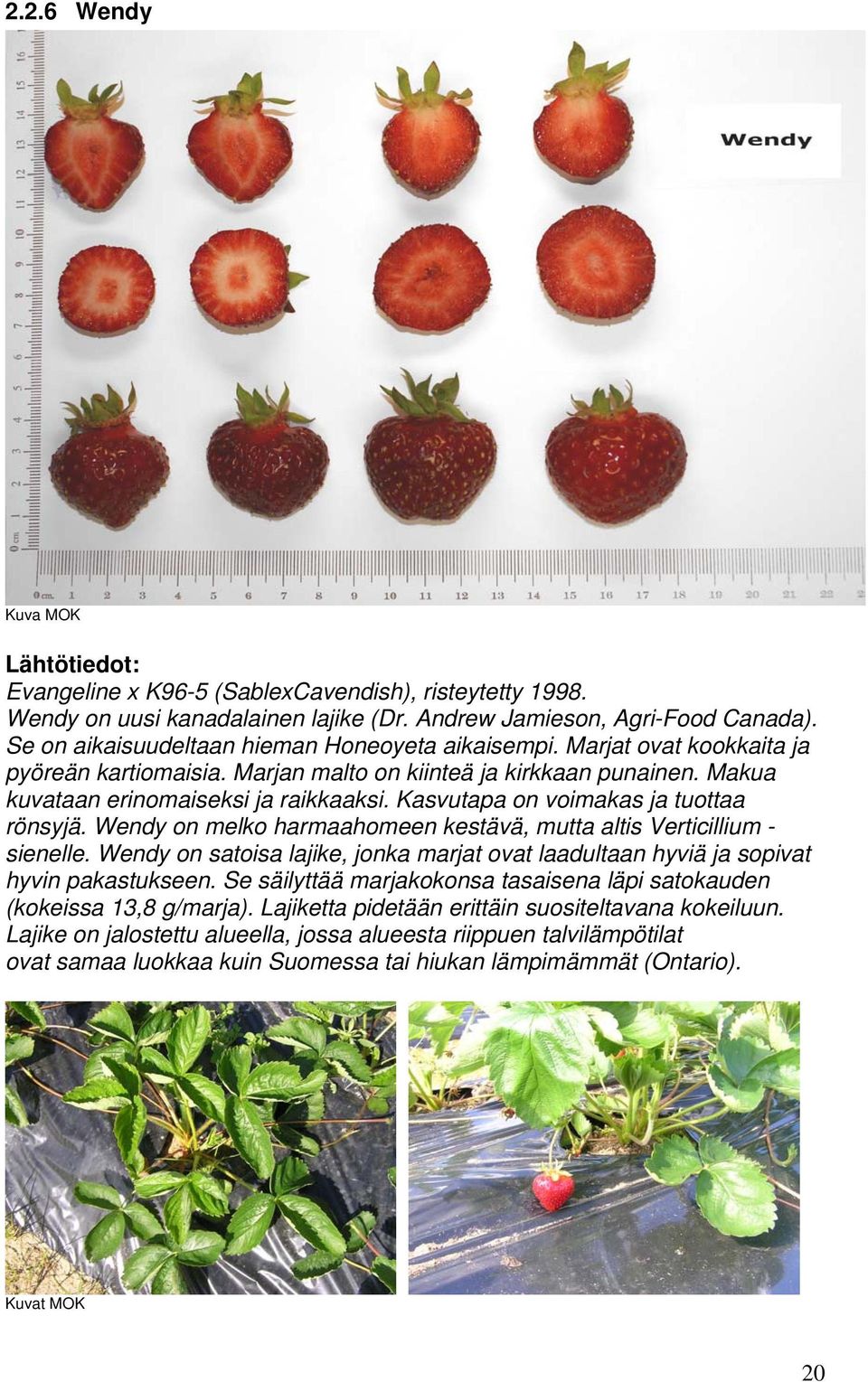 Kasvutapa on voimakas ja tuottaa rönsyjä. Wendy on melko harmaahomeen kestävä, mutta altis Verticillium - sienelle.