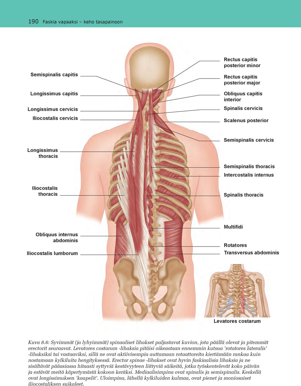 abdominis Iliocostalis lumborum Multifidi Rotatores Transversus abdominis Levatores costarum Kuva 8.