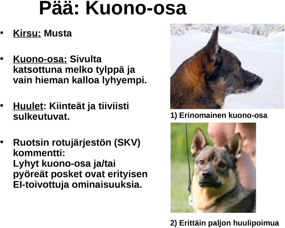 1) Erinomainen kuono-osa Ruotsin rotujärjestön (SKV) kommentti: Lyhyt kuono-osa