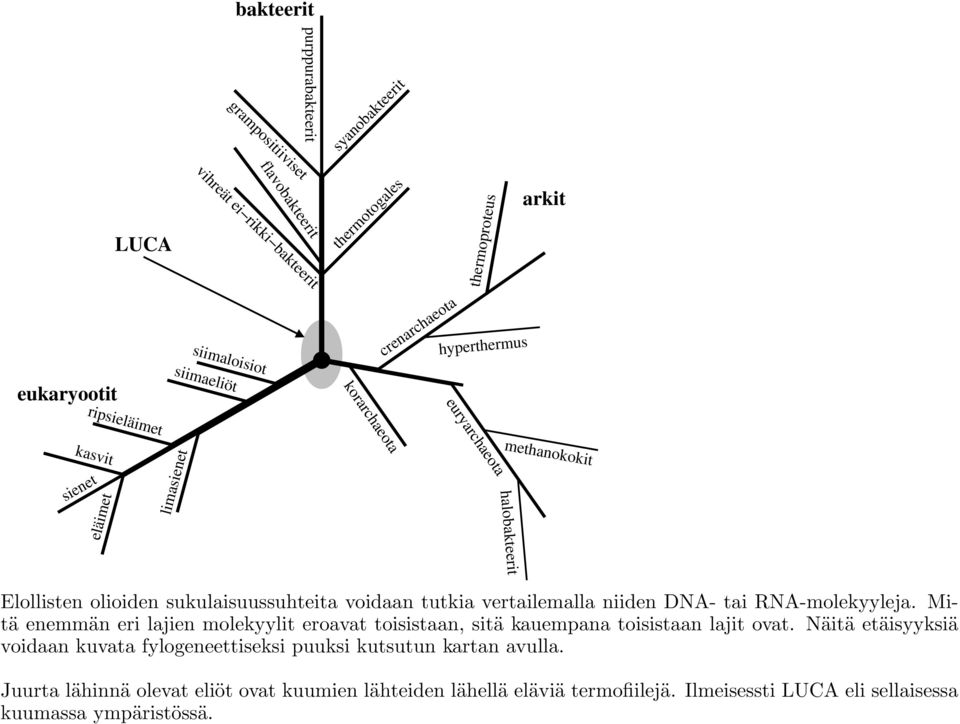 voidaan tutkia vertailemalla niiden DNA- tai RNA-molekyyleja. Mitä enemmän eri lajien molekyylit eroavat toisistaan, sitä kauempana toisistaan lajit ovat.