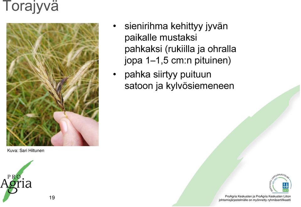 1 1,5 cm:n pituinen) pahka siirtyy puituun