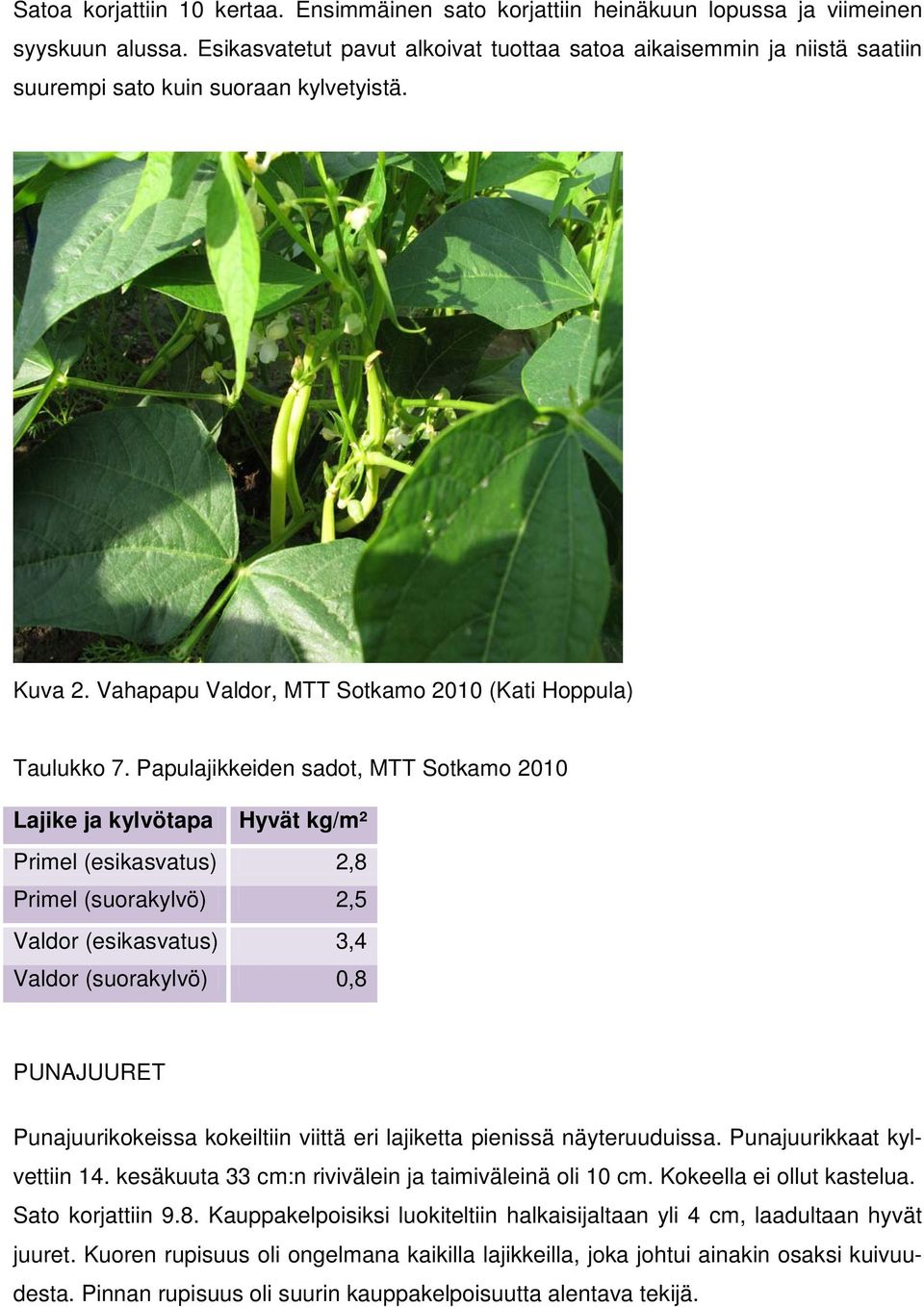 Papulajikkeiden sadot, MTT Sotkamo 2010 Lajike ja kylvötapa Hyvät kg/m² Primel (esikasvatus) 2,8 Primel (suorakylvö) 2,5 Valdor (esikasvatus) 3,4 Valdor (suorakylvö) 0,8 PUNAJUURET Punajuurikokeissa