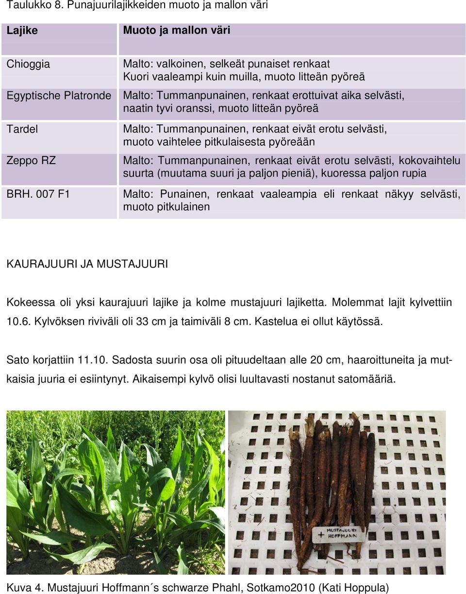 Malto: Tummanpunainen, renkaat eivät erotu selvästi, muoto vaihtelee pitkulaisesta pyöreään Malto: Tummanpunainen, renkaat eivät erotu selvästi, kokovaihtelu suurta (muutama suuri ja paljon pieniä),