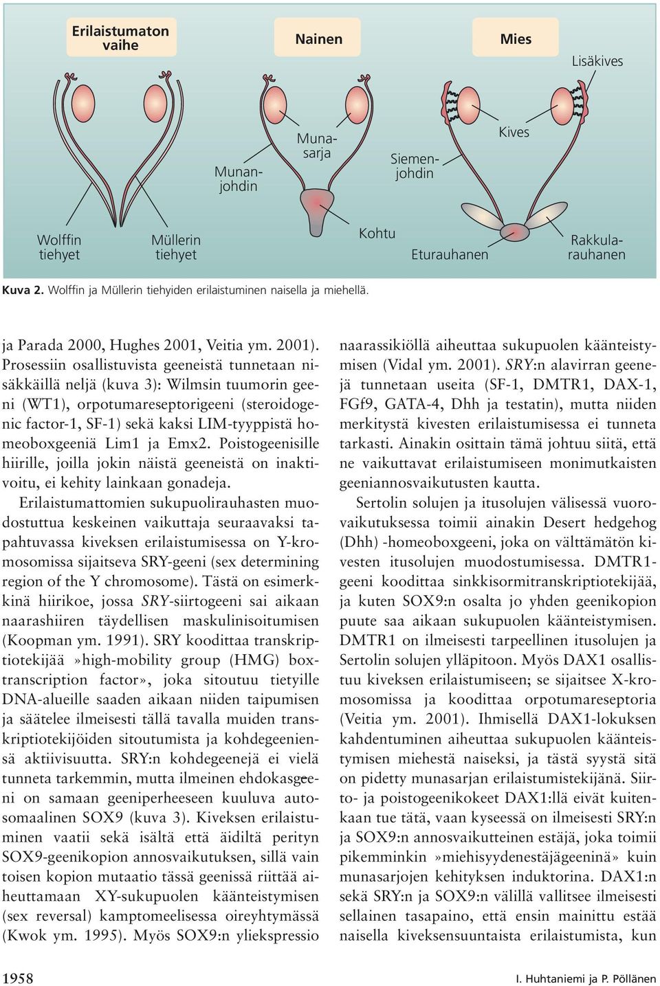 Prosessiin osallistuvista geeneistä tunnetaan nisäkkäillä neljä (kuva 3): Wilmsin tuumorin geeni (WT1), orpotumareseptorigeeni (steroidogenic factor-1, SF-1) sekä kaksi LIM-tyyppistä homeoboxgeeniä