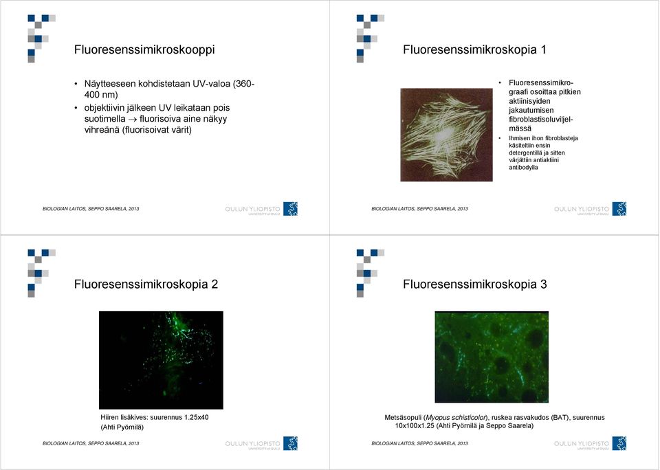 Ihmisen ihon fibroblasteja käsiteltiin ensin detergentillä ja sitten värjättiin antiaktiini antibodylla Fluoresenssimikroskopia 2 Fluoresenssimikroskopia