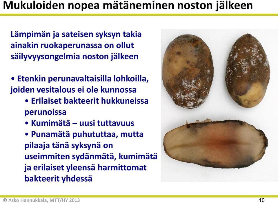 kunnossa Erilaiset bakteerit hukkuneissa perunoissa Kumimätä uusi tuttavuus Punamätä puhututtaa, mutta