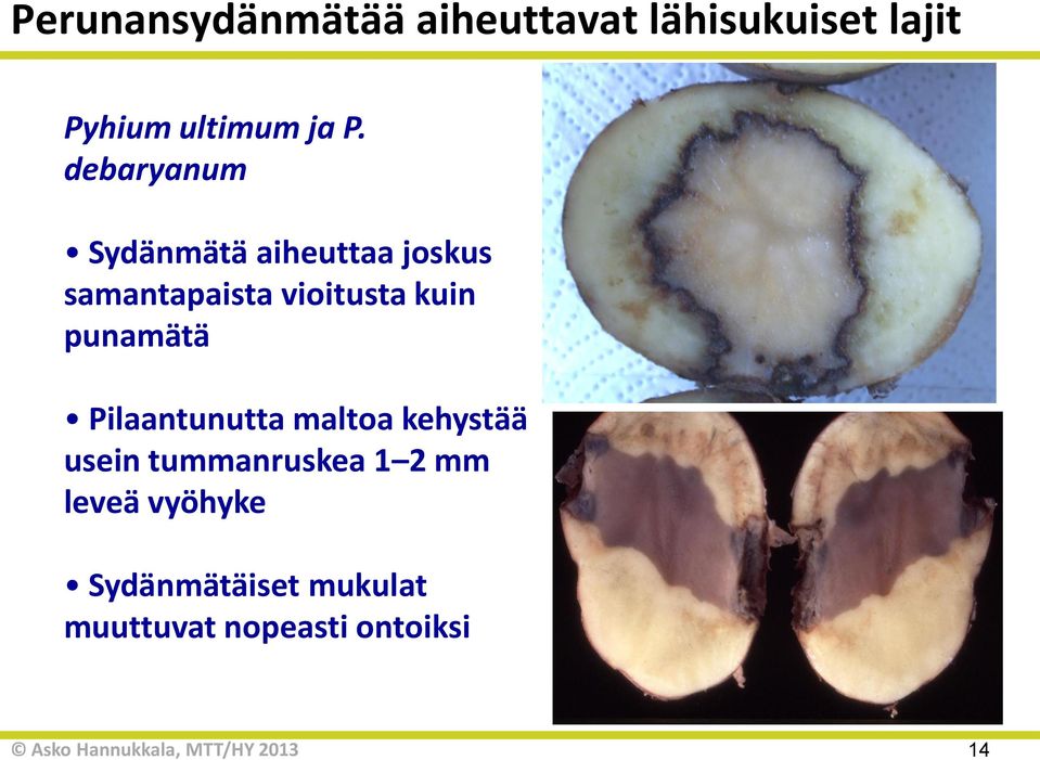 vioitusta kuin punamätä Pilaantunutta maltoa kehystää usein