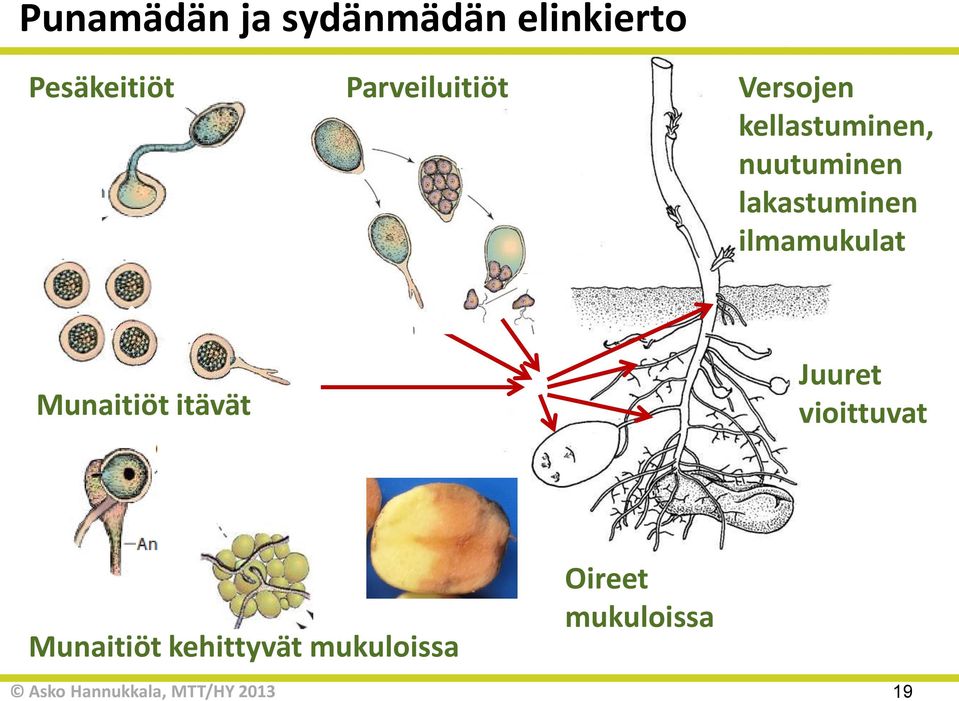 lakastuminen ilmamukulat Munaitiöt itävät Juuret