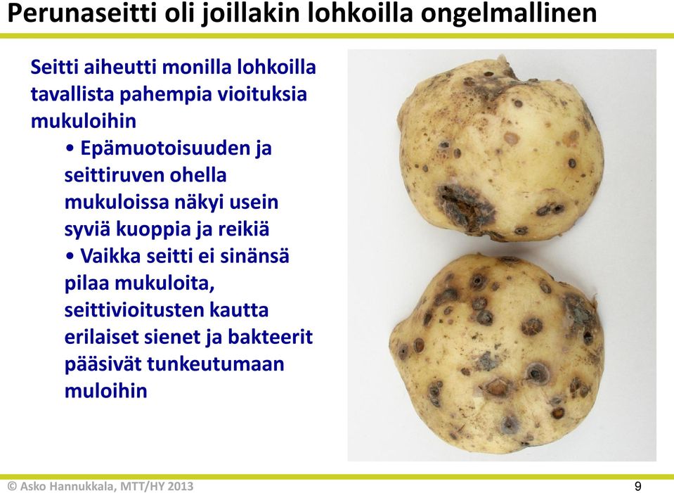 ohella mukuloissa näkyi usein syviä kuoppia ja reikiä Vaikka seitti ei sinänsä pilaa