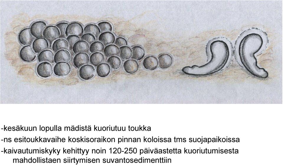 suojapaikoissa -kaivautumiskyky kehittyy noin 120-250