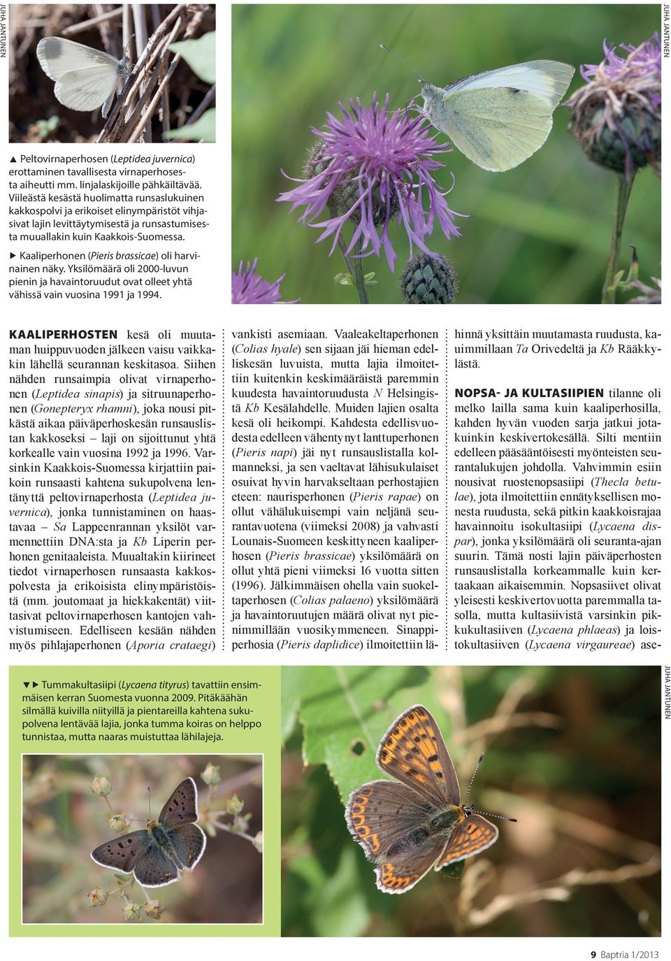 Kaaliperhonen (Pieris brassicae) oli harvinainen näky. Yksilömäärä oli 2000-luvun pienin ja havaintoruudut ovat olleet yhtä vähissä vain vuosina 1991 ja 1994.