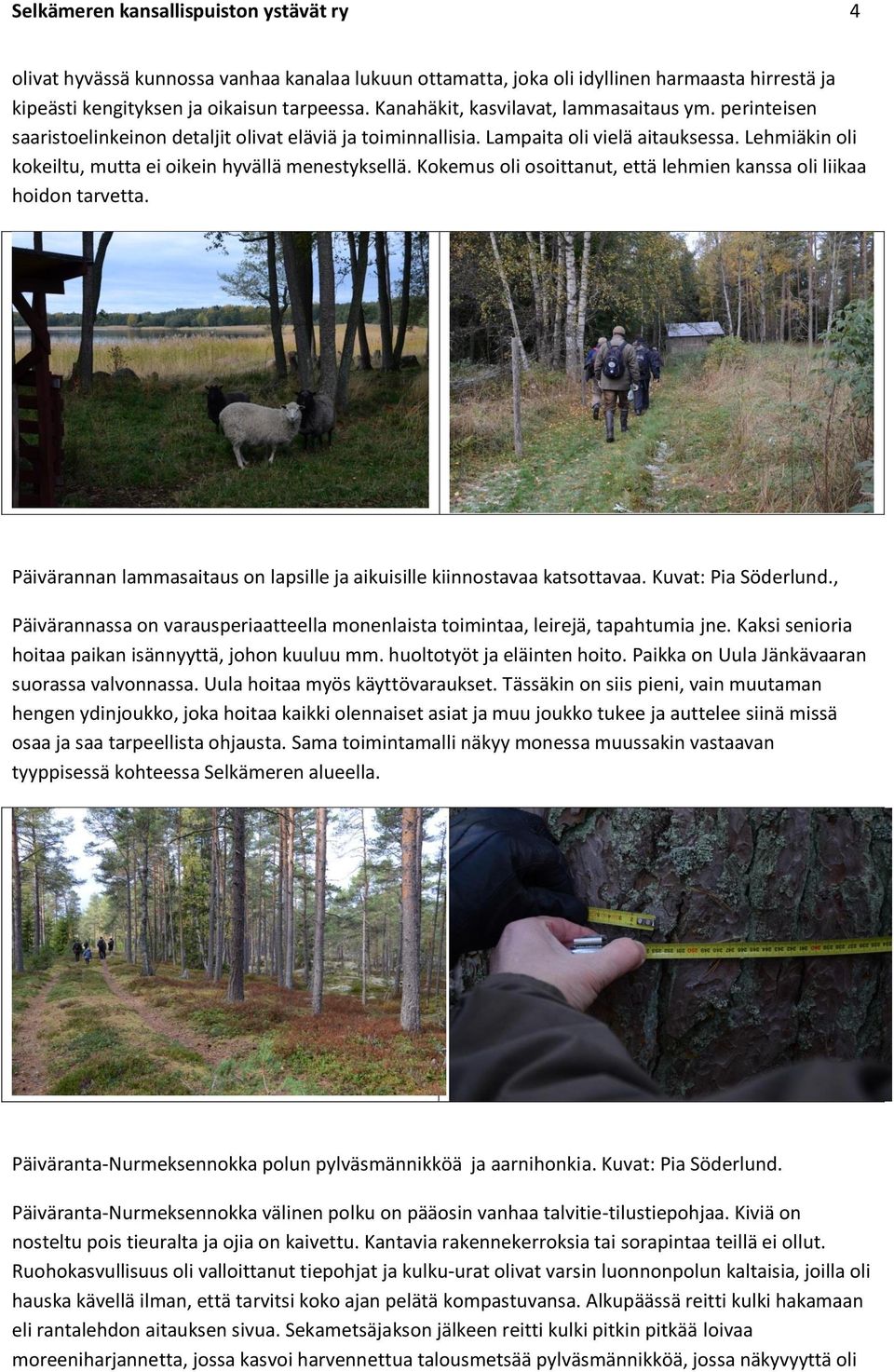 Lehmiäkin oli kokeiltu, mutta ei oikein hyvällä menestyksellä. Kokemus oli osoittanut, että lehmien kanssa oli liikaa hoidon tarvetta.