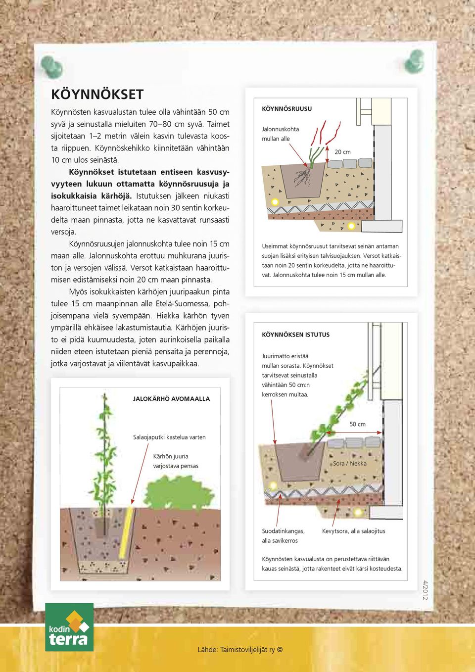 Istutuksen jälkeen niukasti haaroittuneet taimet leikataan noin 30 sentin korkeudelta maan pinnasta, jotta ne kasvattavat runsaasti versoja. Köynnösruusujen jalonnuskohta tulee noin 15 cm maan alle.