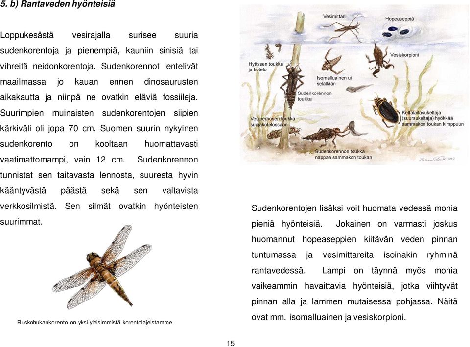 Suomen suurin nykyinen sudenkorento on kooltaan huomattavasti vaatimattomampi, vain 12 cm.
