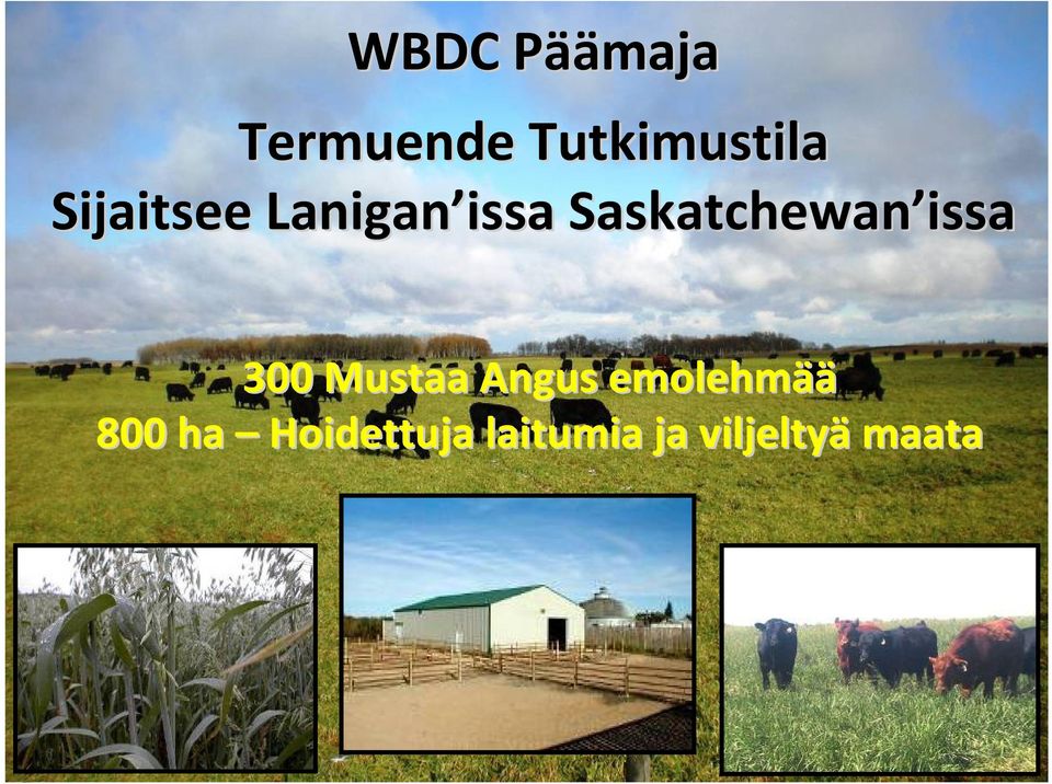 Saskatchewan issa 300 Mustaa Angus