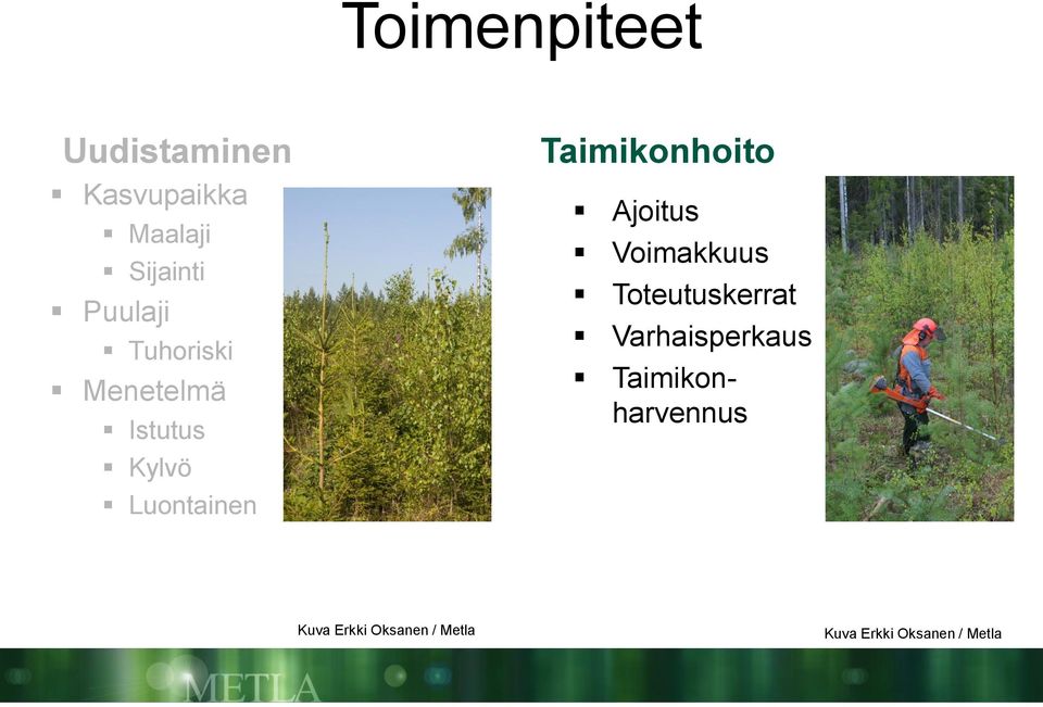 Taimikonhoito Ajoitus Voimakkuus Toteutuskerrat