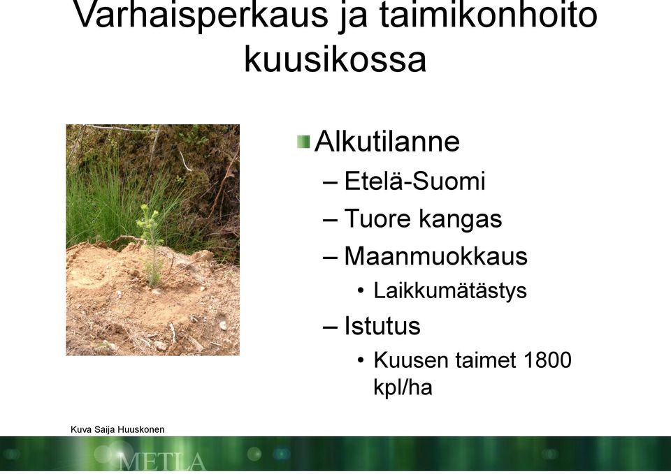 kangas Maanmuokkaus Laikkumätästys