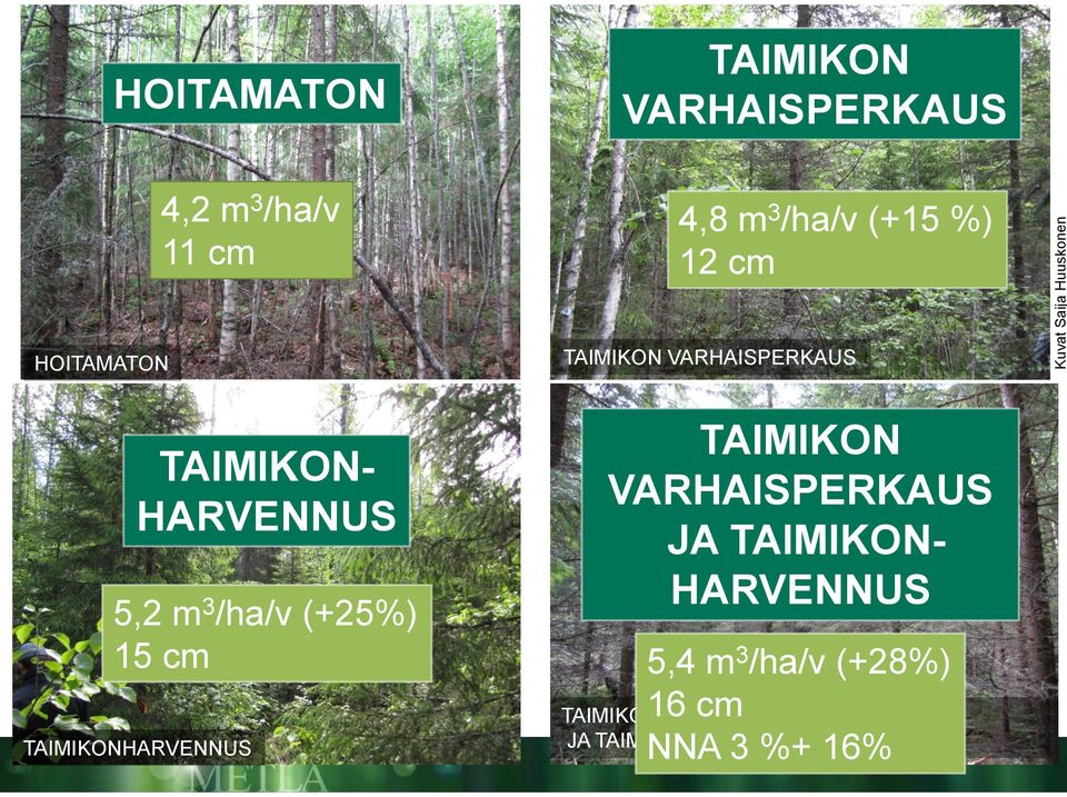 3 /ha/v (+25%) 15 cm 5,4 m 3 /ha/v (+28%) 16 cm TAIMIKONHARVENNUS TAIMIKON