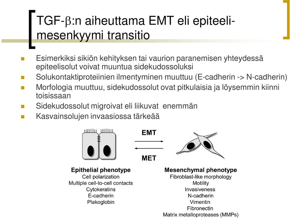 ilmentyminen muuttuu (E-cadherin -> N-cadherin) Morfologia muuttuu, sidekudossolut ovat pitkulaisia