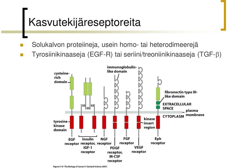 heterodimeerejä Tyrosiinikinaaseja