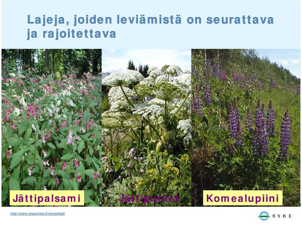 Jättipalsami Jättiputket