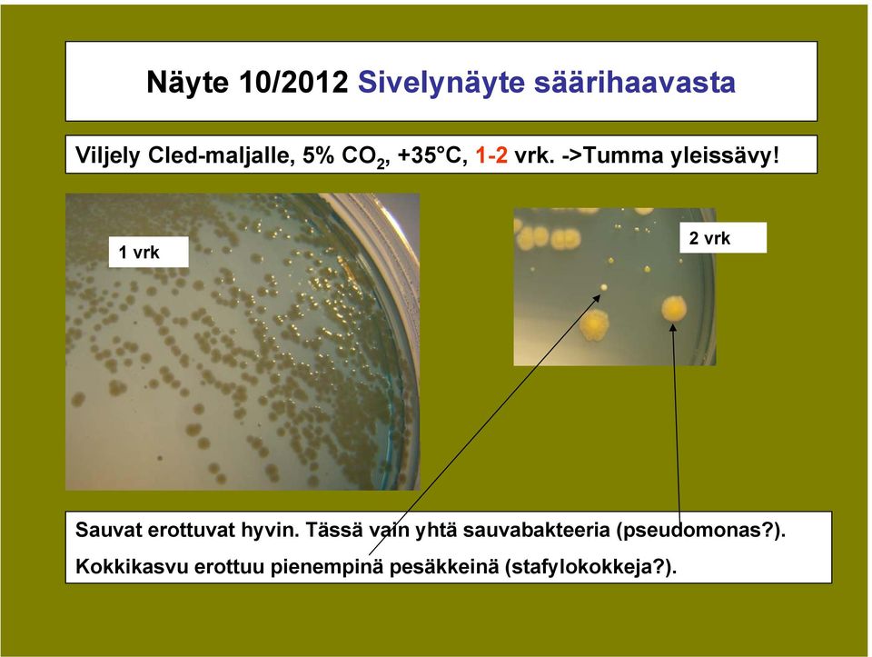 1 vrk 2 vrk Sauvat erottuvat hyvin.