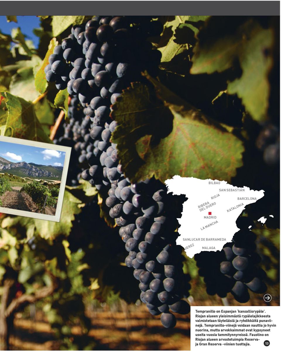 Riojan alueen yleisimmästä rypälelajikkeesta valmistetaan täyteläisiä ja ryhdikkäitä punaviinejä.