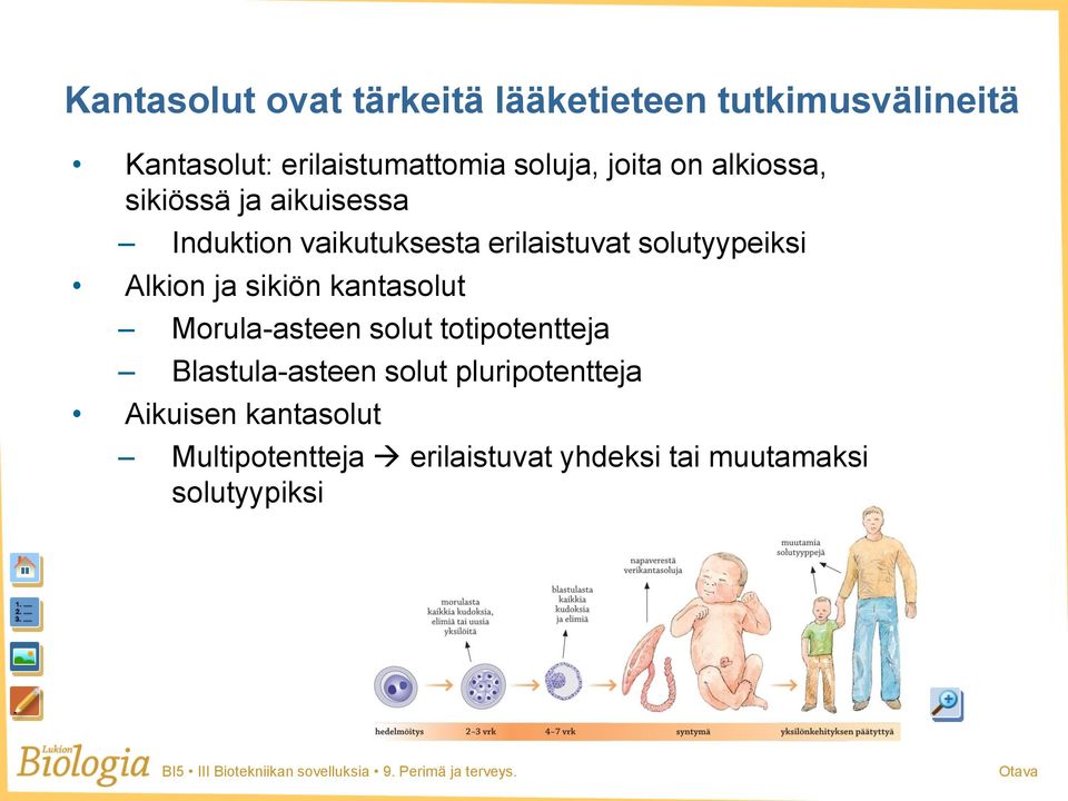 solutyypeiksi Alkion ja sikiön kantasolut Morula-asteen solut totipotentteja Blastula-asteen