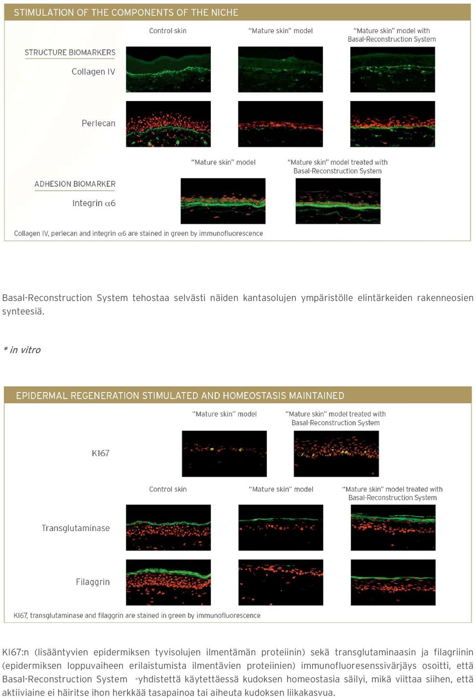 loppuvaiheen erilaistumista ilmentävien proteiinien) immunofluoresenssivärjäys osoitti, että Basal-Reconstruction System -yhdistettä