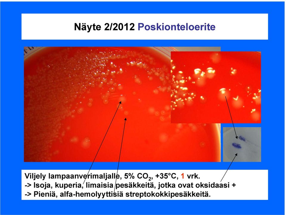 -> Isoja, kuperia, limaisia pesäkkeitä, jotka