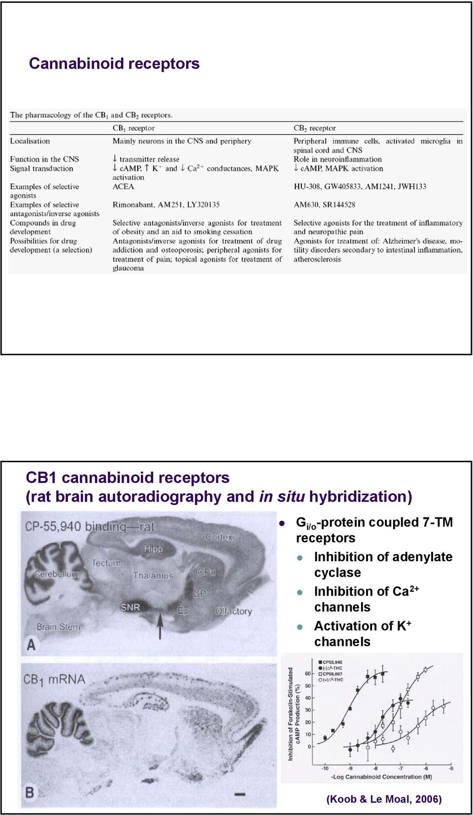 coupled 7-TM receptors Inhibition of adenylate cyclase