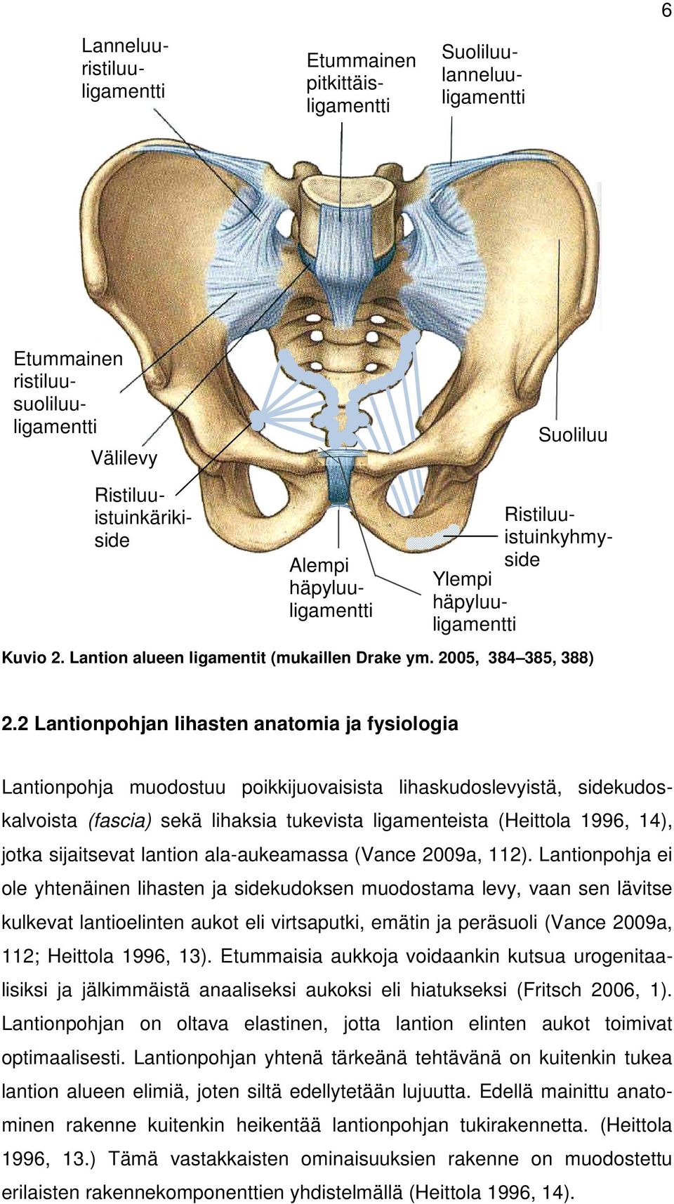 2 Lantionpohjan lihasten anatomia ja fysiologia Lantionpohja muodostuu poikkijuovaisista lihaskudoslevyistä, sidekudossekä lihaksia tukevista ligamenteista (Heittola 1996, 14), jotka sijaitsevat