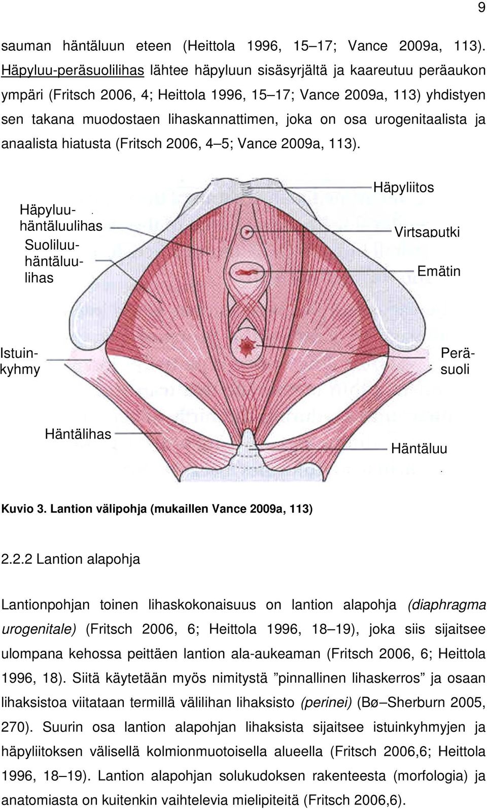 osa urogenitaalista ja anaalista hiatusta (Fritsch 2006, 4 5; Vance 2009a, 113).