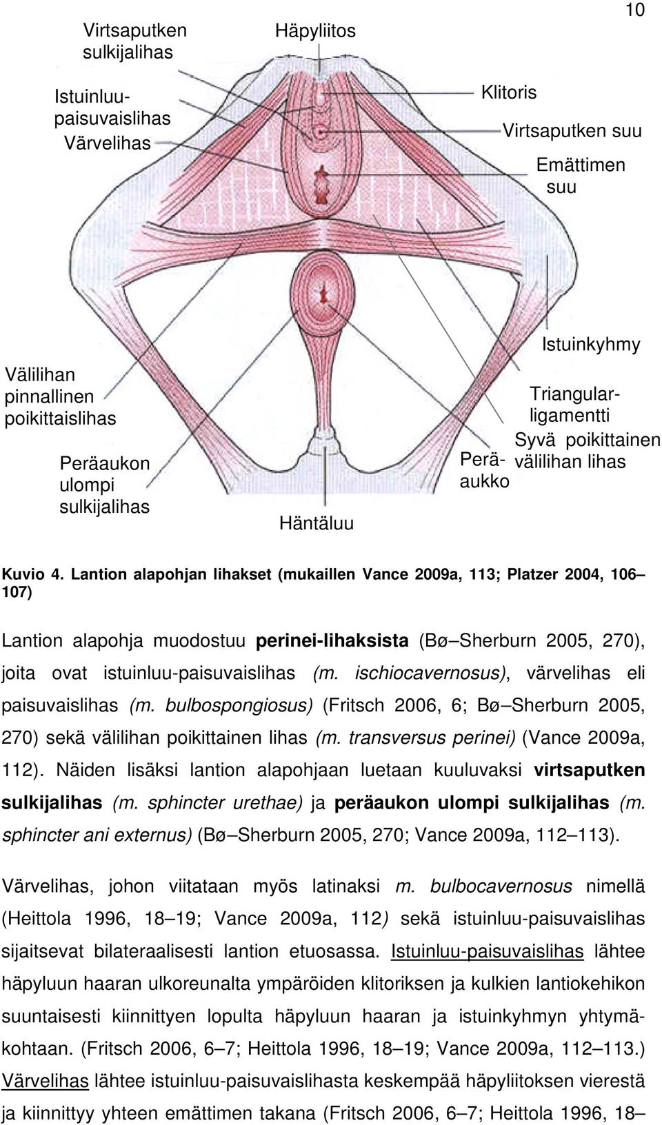 Lantion alapohjan lihakset (mukaillen Vance 2009a, 113; Platzer 2004, 106 107) Lantion alapohja muodostuu perinei-lihaksista (Bø Sherburn 2005, 270), joita ovat istuinluu-paisuvaislihas (m.