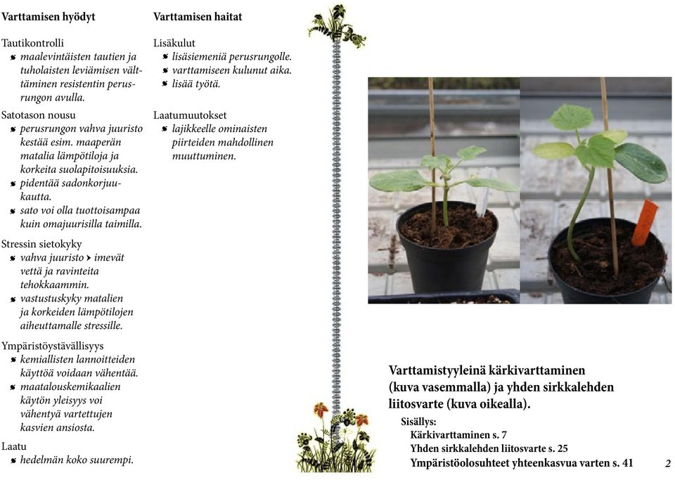 Stressin sietokyky vahva juuristo imevät vettä ja ravinteita tehokkaammin. vastustuskyky matalien ja korkeiden lämpötilojen aiheuttamalle stressille.