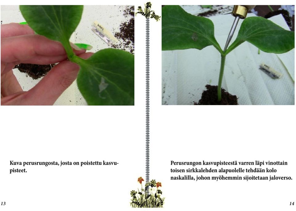 Perusrungon kasvupisteestä varren läpi vinottain