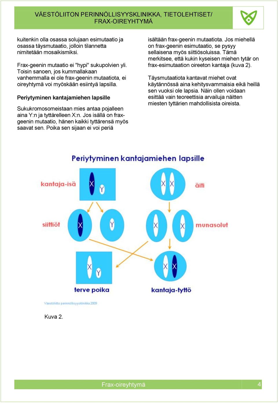 Periytyminen kantajamiehen lapsille Sukukromosomeistaan mies antaa pojalleen aina Y:n ja tyttärelleen X:n. Jos isällä on fraxgeenin mutaatio, hänen kaikki tyttärensä myös saavat sen.